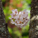 Tree Blossom by seattlite