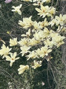 3rd Apr 2025 - IMG_5745