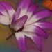 Senetti~~~~