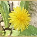 Dandy Lion (poem}