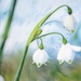 Soap bubble and snowflake-snowdrops~~~~ by ziggy77