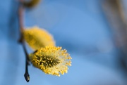4th Apr 2025 - Goat Willow