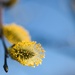 Goat Willow by okvalle