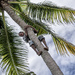 Coconut Tree Warrior by cocokinetic