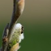 An Ant by dragey74