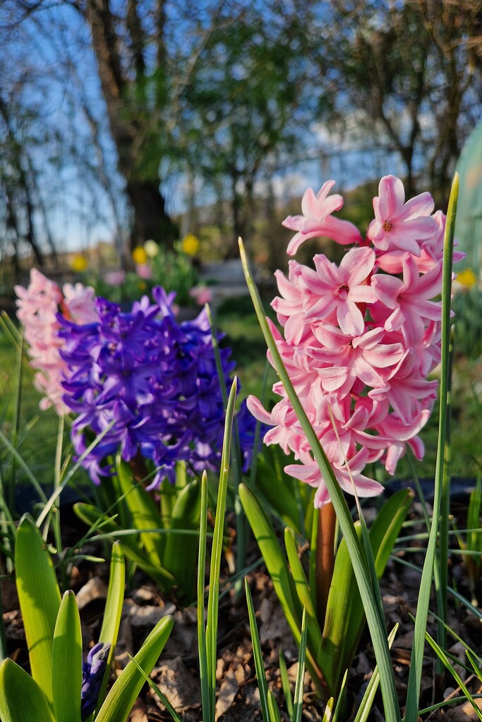 flowers in my garden by duska