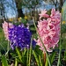 flowers in my garden