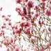 Cherry Blossoms in NY-Not D.C by kellyanngray