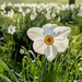 Narcissus  by boxplayer