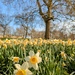 Park daffodils 
