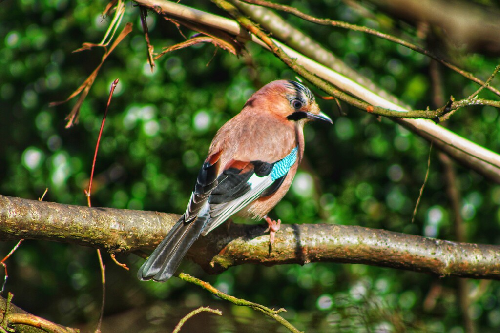 Eurasian Jay by topcat1701