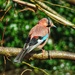 Eurasian Jay