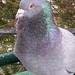 Wind-Blown Pigeon by spanishliz
