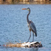 resting heron