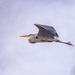 heron in flight by aecasey