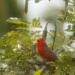 Male Cardinal  by jgpittenger