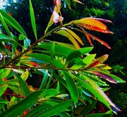 5th Apr 2025 - Drip Drip Drop... Little April Showers ~