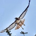 Redtail launch by jenorton