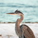 Heron Portrait