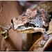 Pacific Chorus Frog by pixelchix