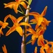 From the Orchid Show