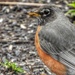 robin profile by amyk