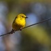 Warbler