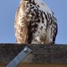 A Lofty Viewpoint!  by bjywamer