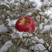 Apple a day. Apple in Juniper tree, snow by wakuwaku