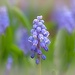 Grape Hyacinth  by lynnz