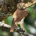 Ferruginous Pygmy-owl