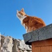 Misty, Queen of all she surveys  by samcat