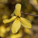 Forsythia by k9photo