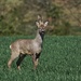 Roe deer
