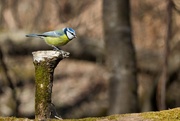5th Apr 2025 - Blue Tit