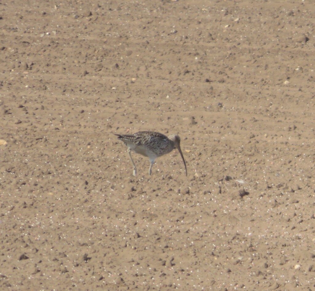 Curlew by lellie