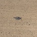 Curlew