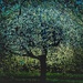 More blossoms  by rensala