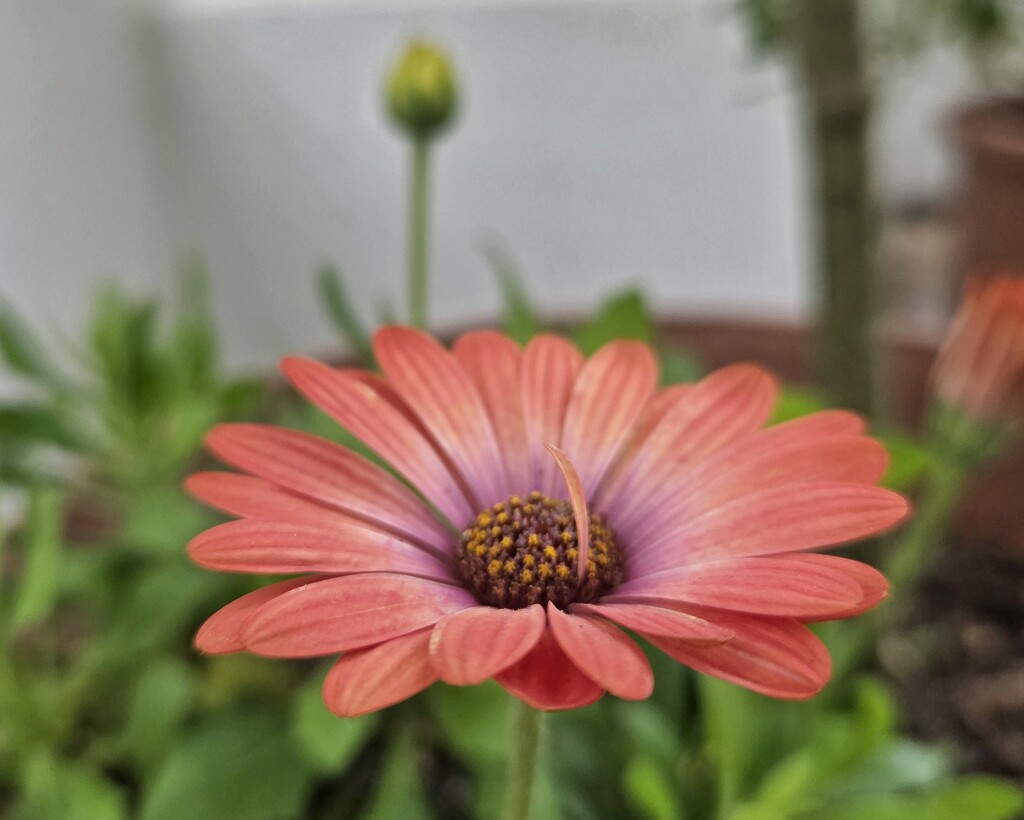 Odd petal  by salza