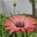 Odd petal 