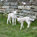 First Lambs by lifeat60degrees
