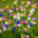 Spring dreams by haskar