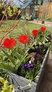 5th Apr 2025 - Red tulips 