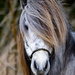 Had a Workshop about Horse-Photographie today by jo63