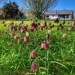 Fritillary by happypat