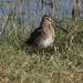 Snipe