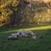 5 - Rural Idyll