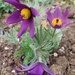 Pulsatilla
