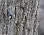 5th Apr 2025 -  A Grey Bird for a Grey Day