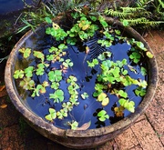 6th Apr 2025 - Water Fern ~